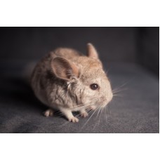 Chinchilla beige